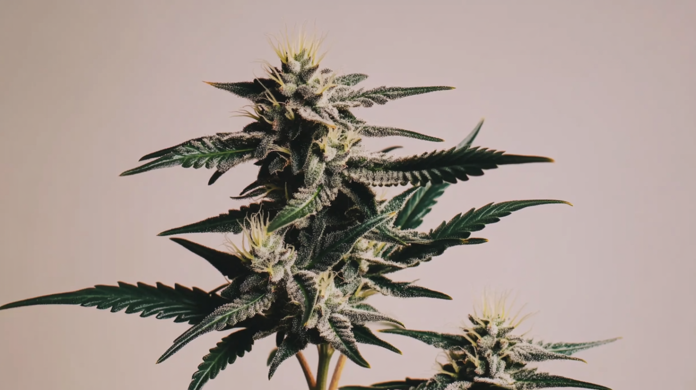 Thin Mint GSC Cannabis Strain Information & Review - Thin Mint Cookies Strain Indica Or Sativa